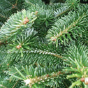 fraser firs have dense short bright green needles