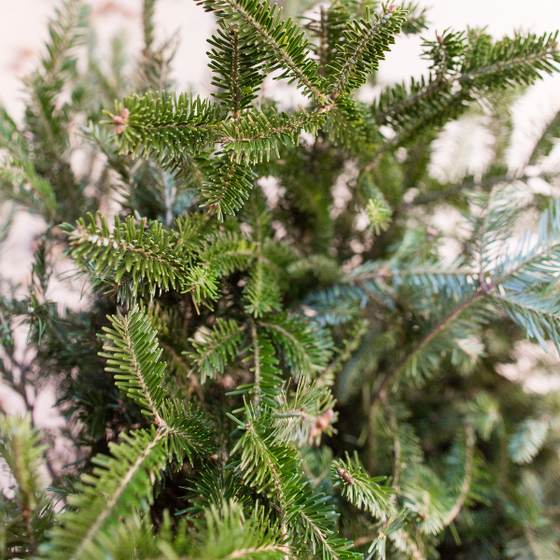 a close look at the dense soft foliage of the fraser fir undecorated wreath