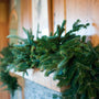 fraser fir looks amazing when adorning fire places