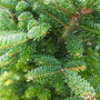close up of the vibrant green needles of the fraser fir garland