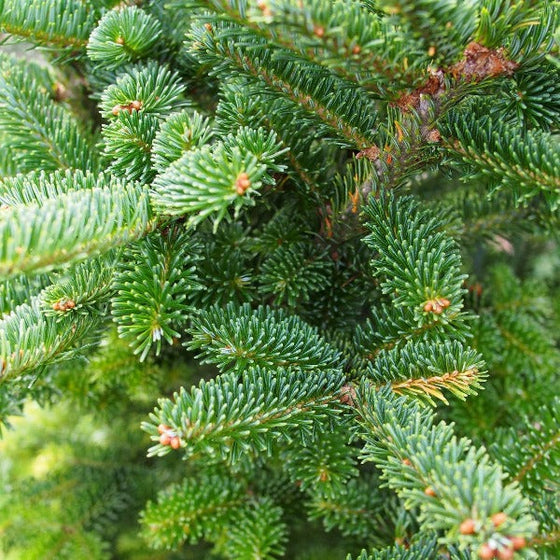 Buy Fresh Fraser Fir Garland Online | Free Shipping Over $129