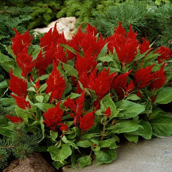 is celosia an indoor or outdoor plant Fresh Look Red Celosia Plants for Sale