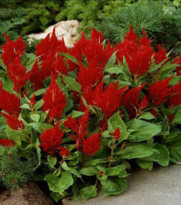 Fresh Look Red Celosia