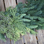 fresh mixed douglas fir and cedar green christmas wreath
