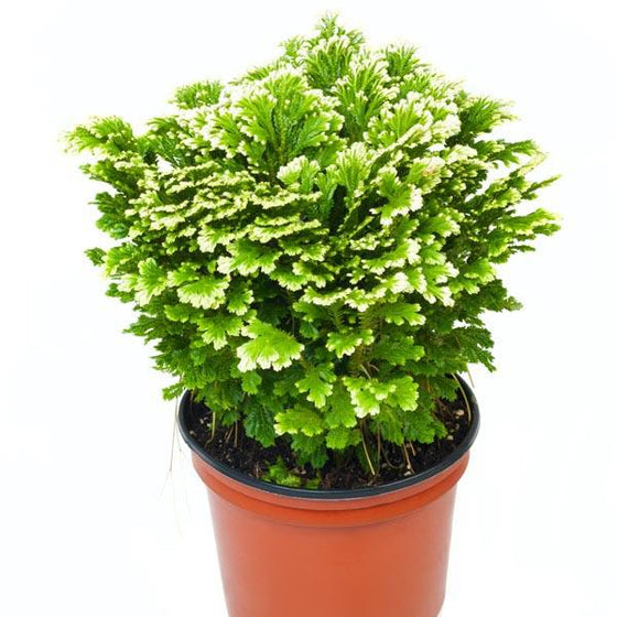 frosty ferns have white tips on the edges of soft green leaves 
