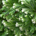 close up on white tips on frosty ferns are new leaves growing
