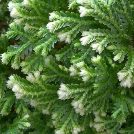 close up on white tips on frosty ferns are new leaves growing