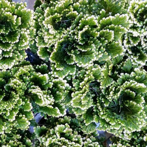 the white edges of the frosty fern make it look like it snowed