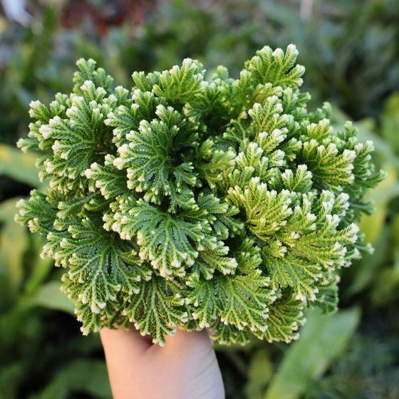 young green Selaginella martensiis are great holiday houseplants