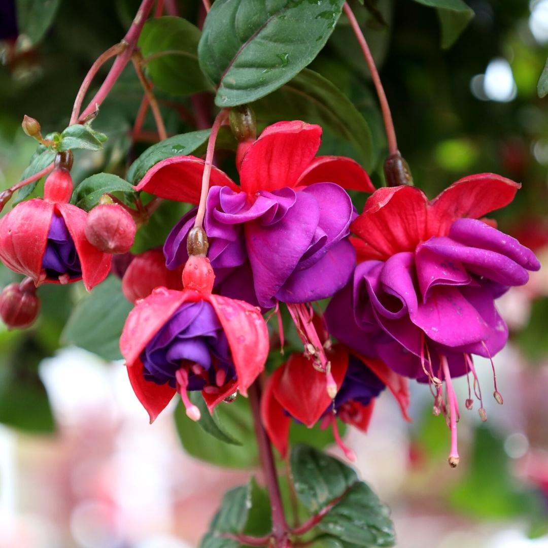 hanging plants purple Fuchsia Dark Eyes