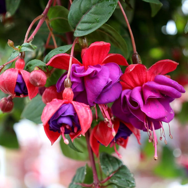 hanging fuchsia plants near me Buy Fuchsia Dark Eyes Hanging Baskets Online