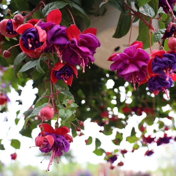 unique annual hanging basket