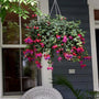 dark eyes fuchsia hanging basket