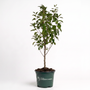 potted fuji apple tree