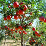 Fuji Apples in the orchard
