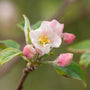 white and pink flower blossom of the fuji apple tree