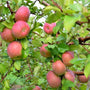 fuji apples in clusters on a tree with bright green leaves