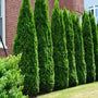 American Pillar Arborvitae planted in a row for privacy