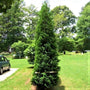 American Pillar Arborvitae at its mature size