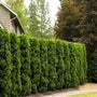 A densly planted american Pillar Arborvite privacy screen