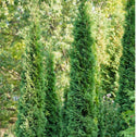 thin man thuja arborvitae