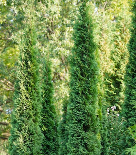 Full Speed A Hedge® Thin Man® Arborvitae