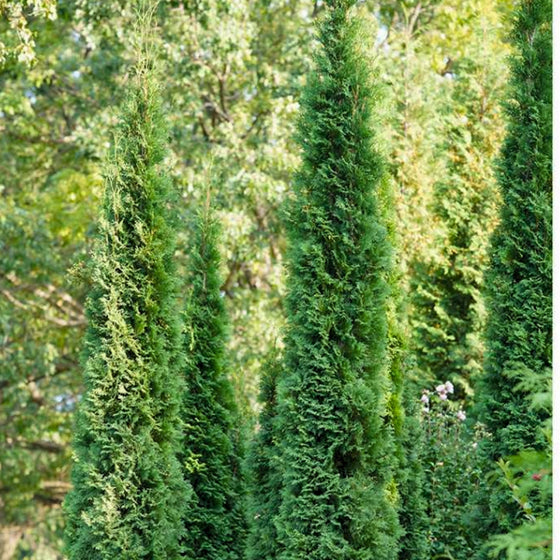 thin man thuja arborvitae