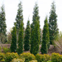 thin man arborvitae