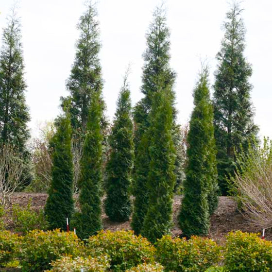 thin man arborvitae