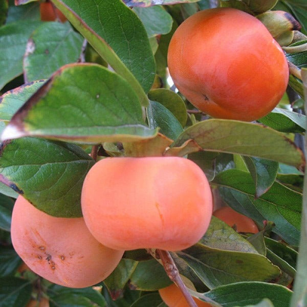 Buy Fuyu Persimmon Trees Online | Free Shipping Over $99