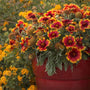 Arizona Sun Blanket Flower planted in a pot