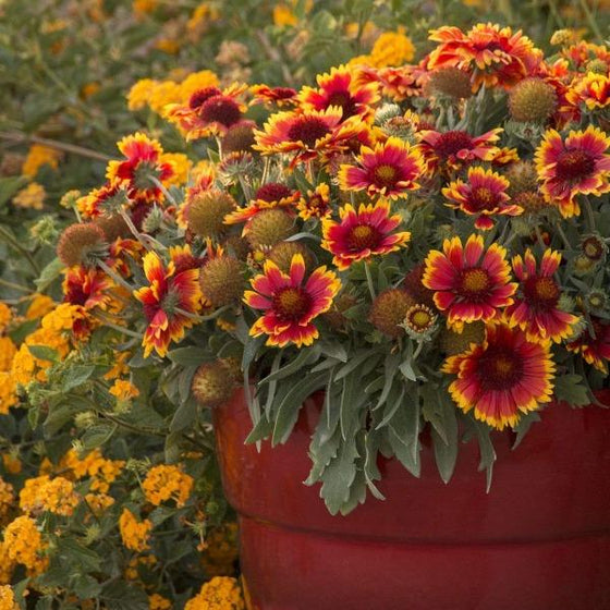 Gaillardia arizona sun seeds hot sale