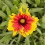Gaillardia Arizona Sun flower in the sunlight