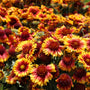 mass of the red and yellow Gaillardia Arizona Sun flowers