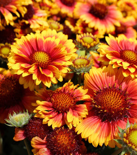 Gaillardia Arizona Sun