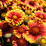 Multicolored flowers of Gaillardia Arizona Sun