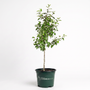 Potted gala apple tree