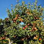 Red Gala Apples in an orchard