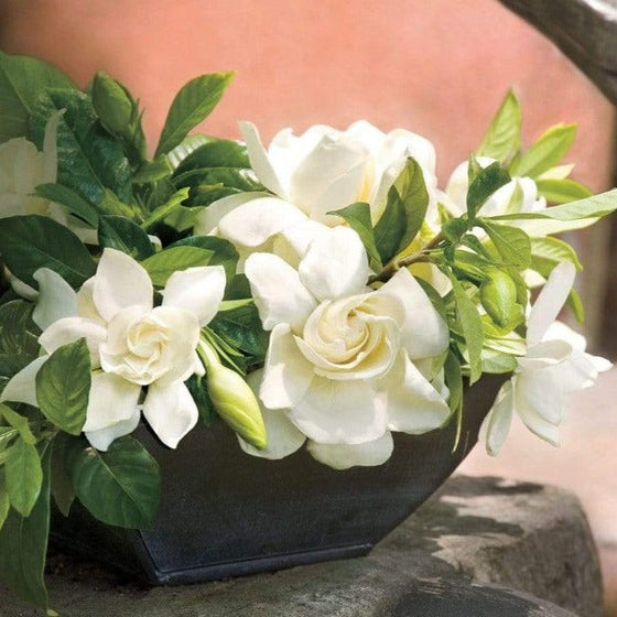 white flowers of Gardenia jasminoides in a tabletop container