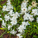 Gardenia Fragrant Pathways Shrubs with pure white blooms