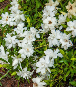 Gardenia Fragrant Pathways