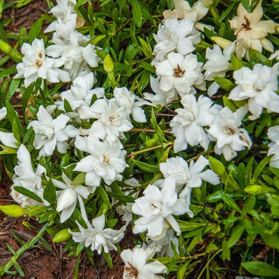 Fragrant Pathways Dwarf Gardenia for Sale | Garden Goods Direct