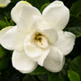 close up view of bright white frost proof gardenia bloom