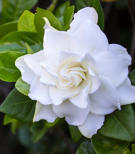 Gardenia Frost Proof