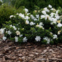 Frost proof evergreen flowering have dense green foliage