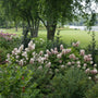 Gatsby Pink Oakleaf Hydrangea with white flowers turning pink and large oak-shaped foliage in a part sun garden
