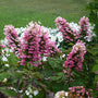 Pink oakleaf hydrangea flowers on a native shrub planted in a mixed border