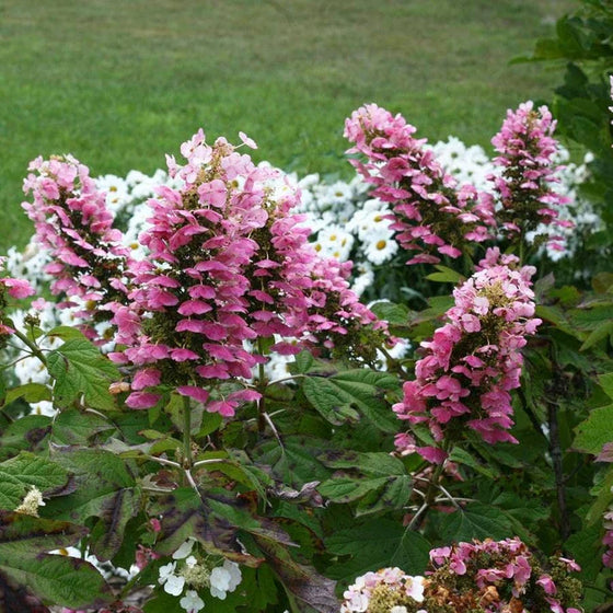 Pink oakleaf hydrangea flowers on a native shrub planted in a mixed border