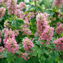 Hydrangea quercifolia JoAnn Gatsby Pink with large conical flowers and oak-like leaves