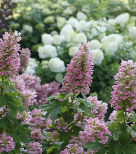 Gatsby Pink Oakleaf Hydrangea